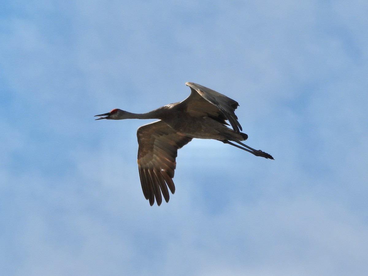 Sandhill Crane - ML610001860