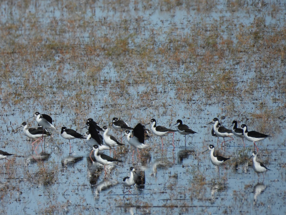 Schwarznacken-Stelzenläufer - ML610001868