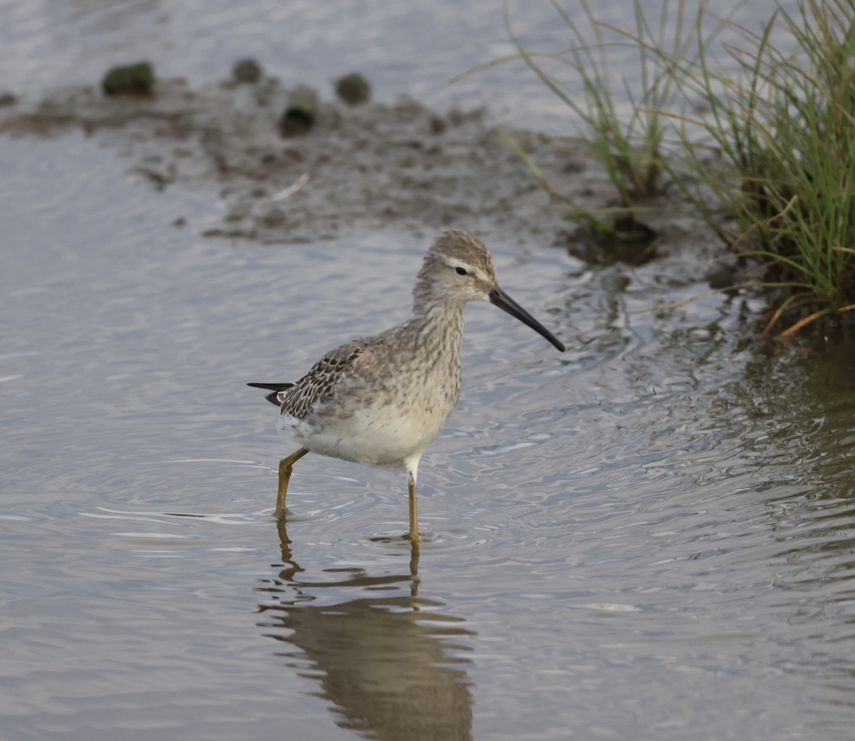 Stilt Sandpiper - ML610001912