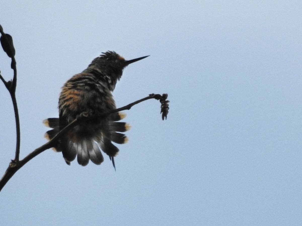 Rufous-crested Coquette - Diego Espinoza Abuerdene