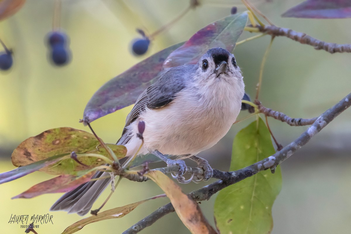 Tufted Titmouse - ML610001974