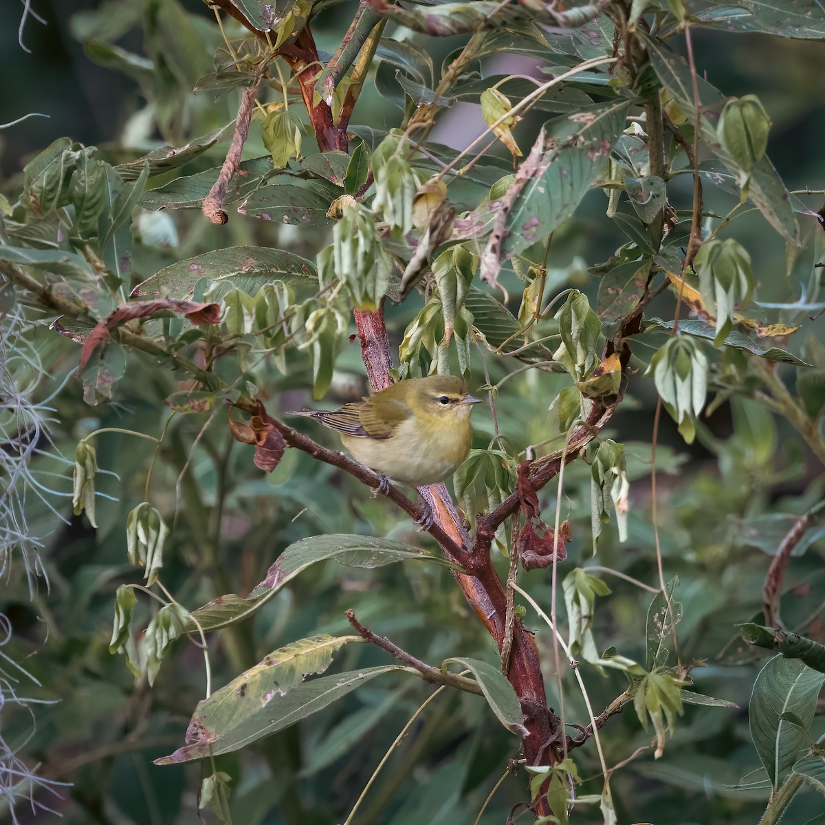 Tennessee Warbler - ML610002059