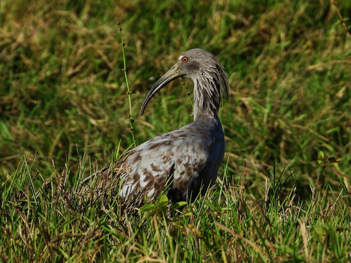 Plumbeous Ibis - ML610002063