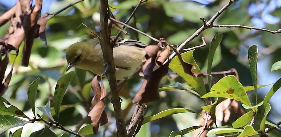 Bay-breasted Warbler - ML610002133