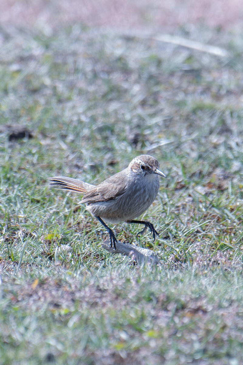 Band-tailed Earthcreeper - ML610002137