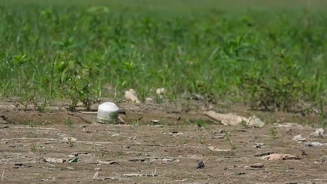 Buff-breasted Sandpiper - ML610002138