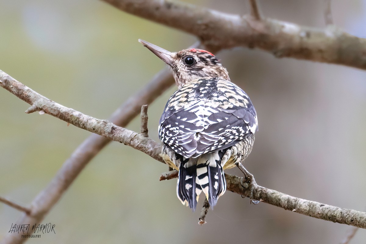 Yellow-bellied Sapsucker - ML610002212