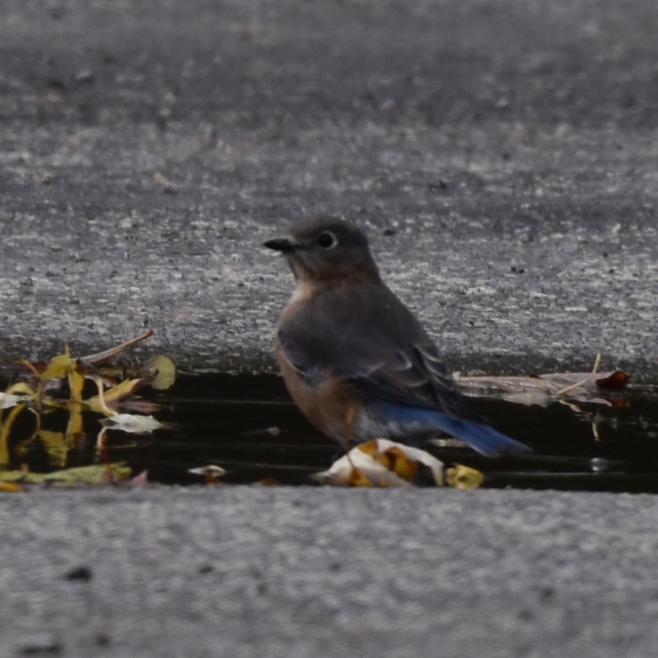 Eastern Bluebird - ML610002270