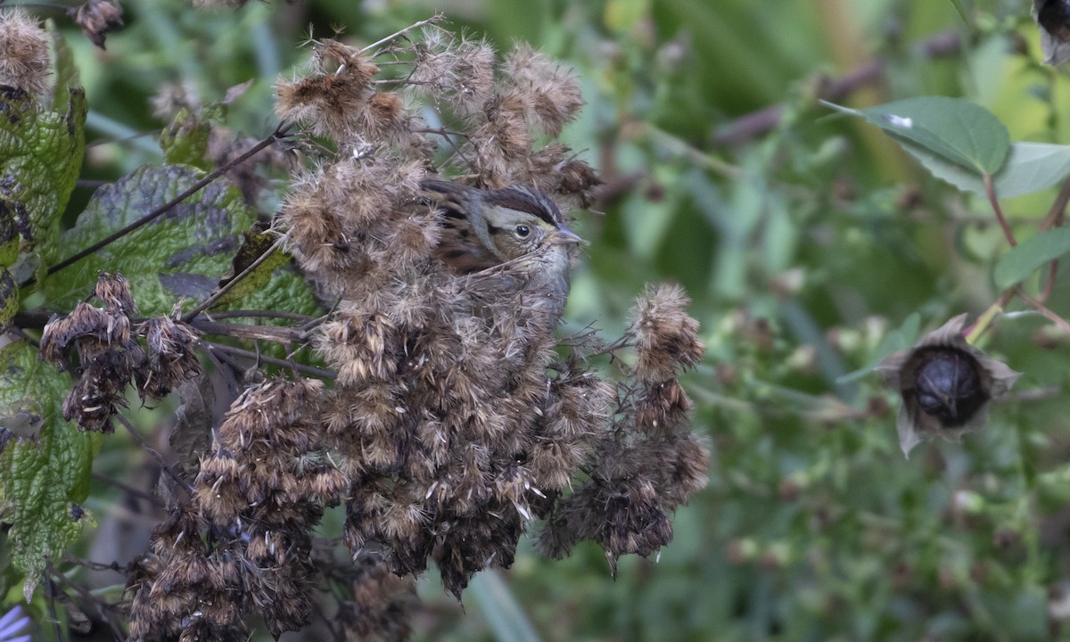Swamp Sparrow - Heather Wolf