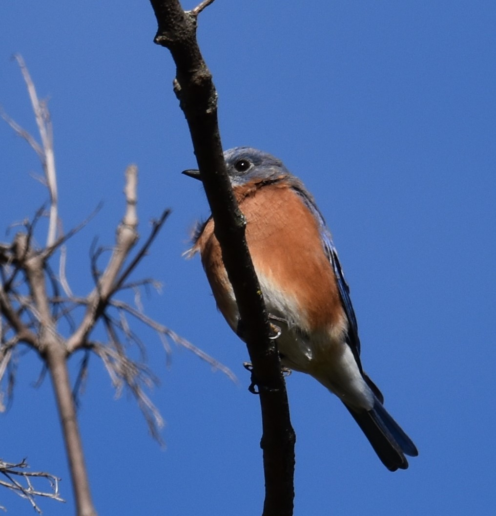 Eastern Bluebird - ML610002297