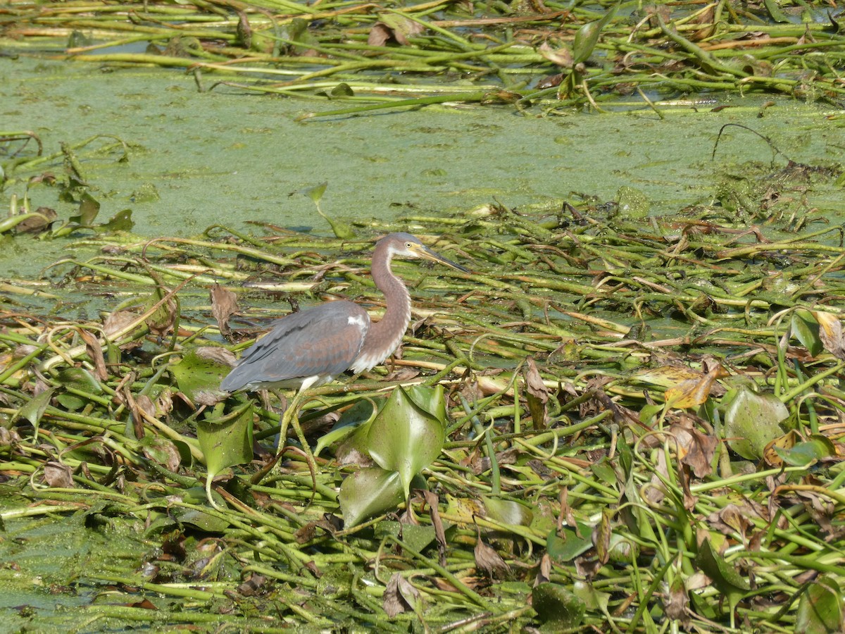 Tricolored Heron - ML610002404