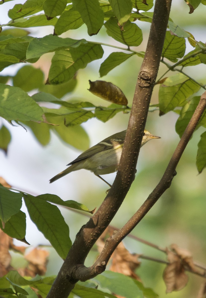 Yellow-browed Warbler - ML610002462
