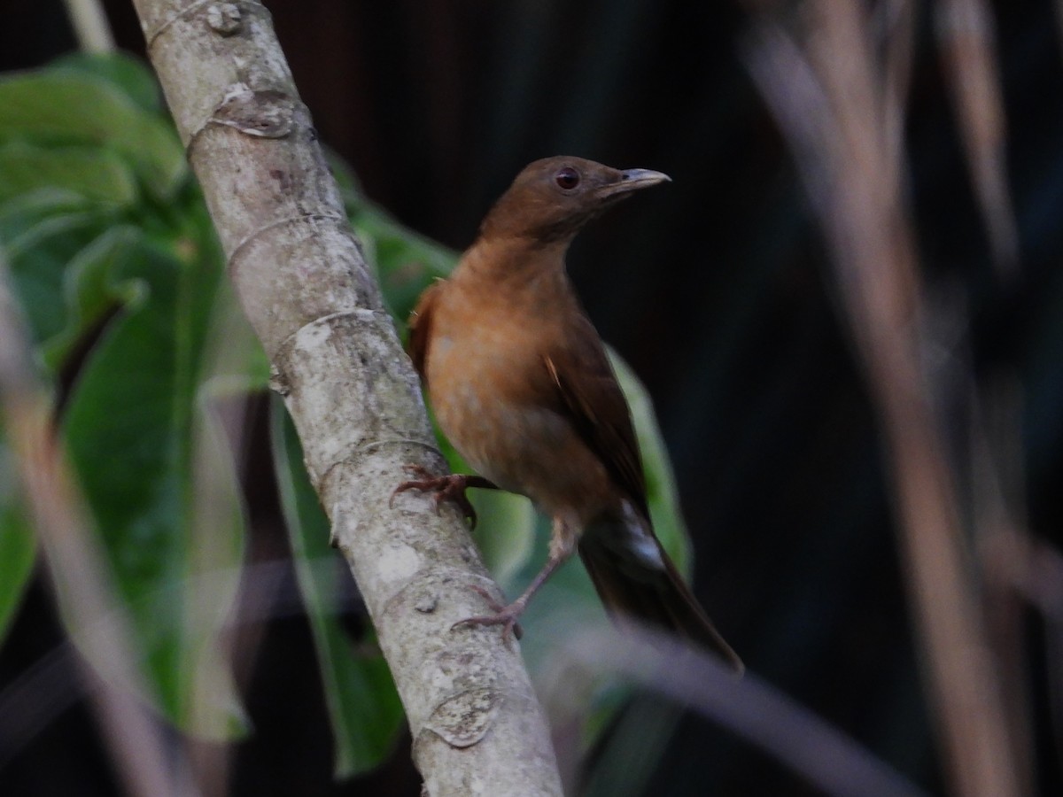 Hauxwell's Thrush - ML610002479