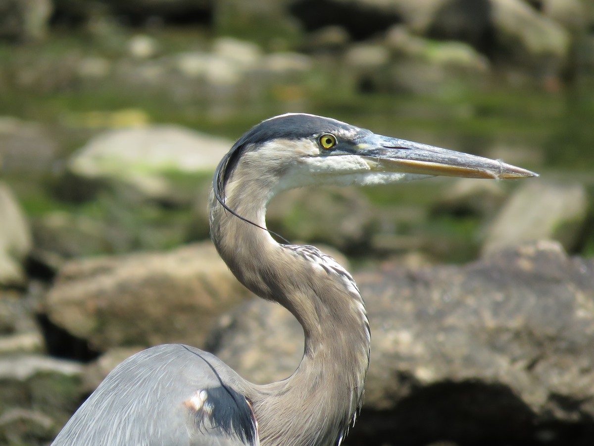 Great Blue Heron - ML610002486