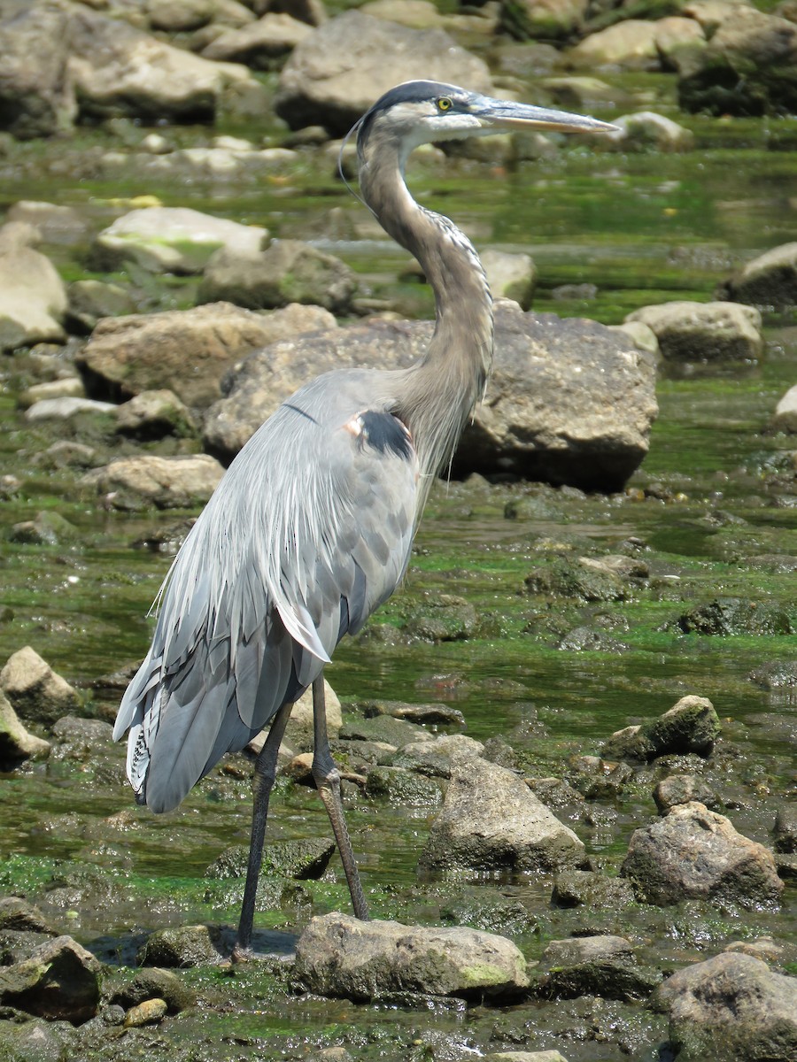 Great Blue Heron - ML610002487