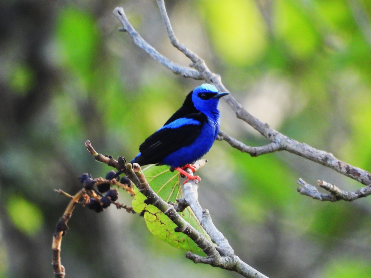 Red-legged Honeycreeper - ML610002492