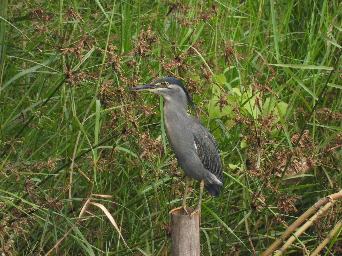 Striated Heron (Old World) - ML610002537