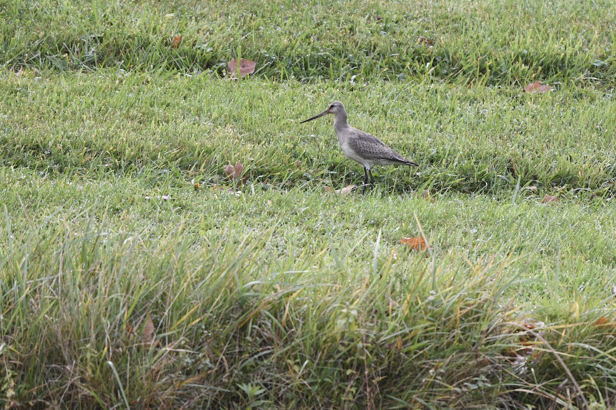 Hudsonian Godwit - Jim Pawlicki