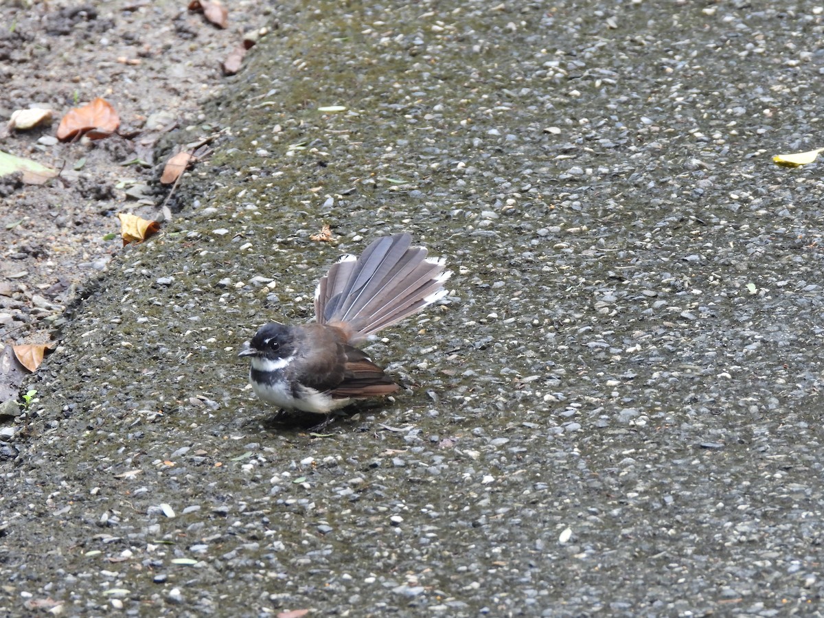 Malaysian Pied-Fantail - Thanaphat Klubchum