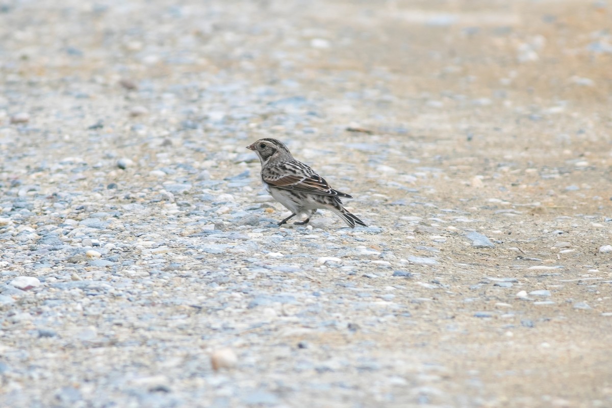 Lapland Longspur - ML610002569