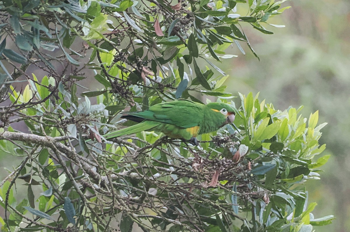 Golden-plumed Parakeet - george parker