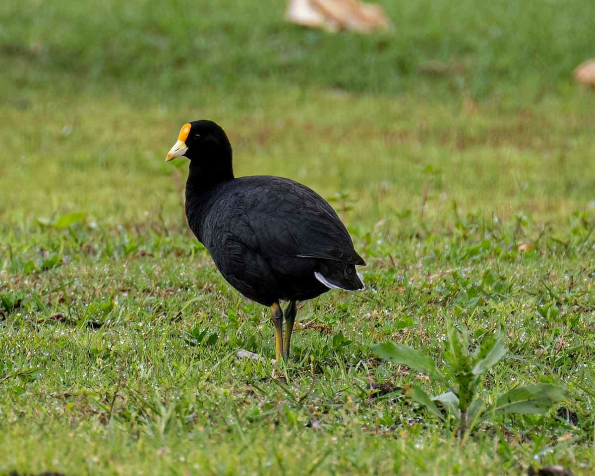 White-winged Coot - ML610002620
