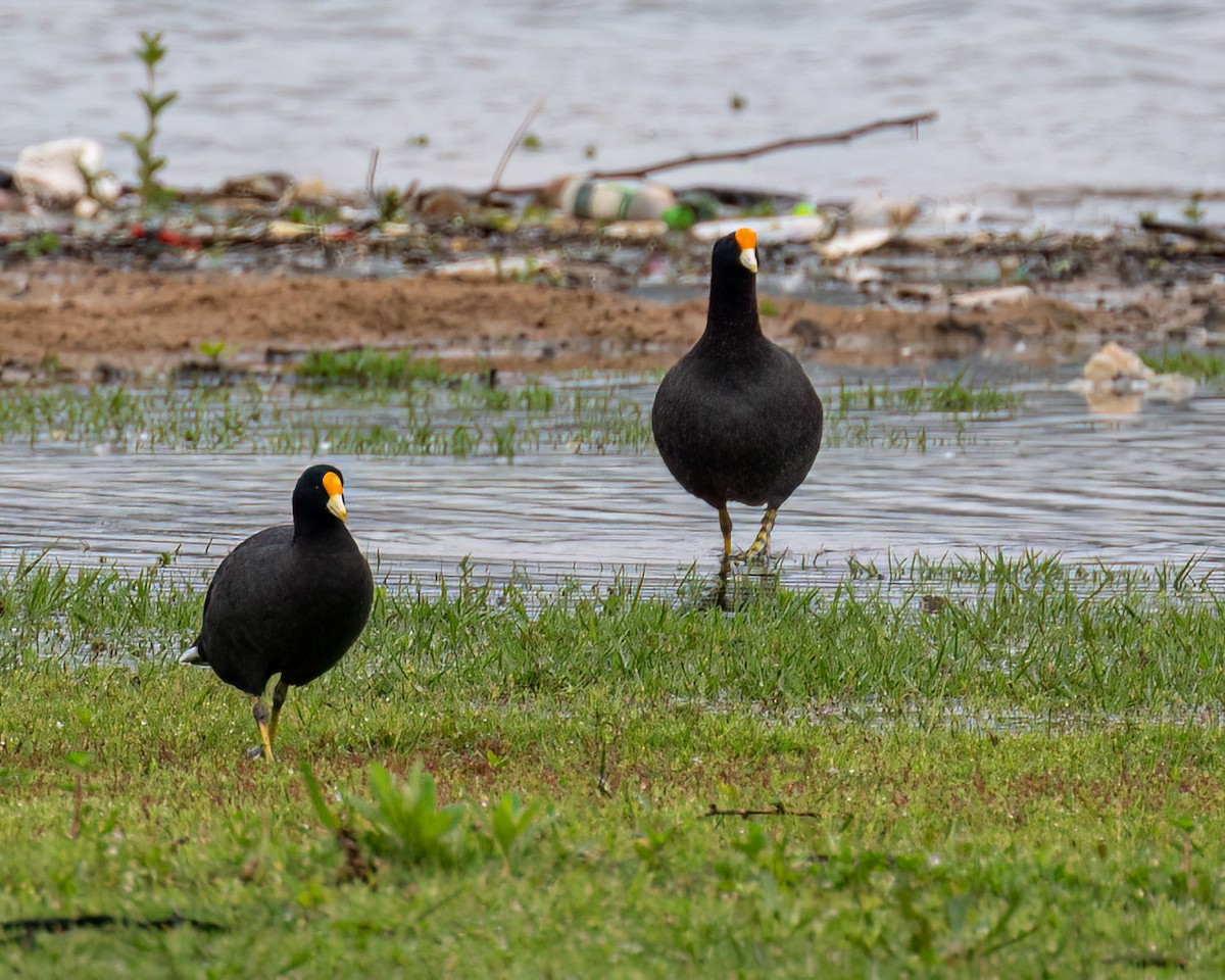 White-winged Coot - ML610002638