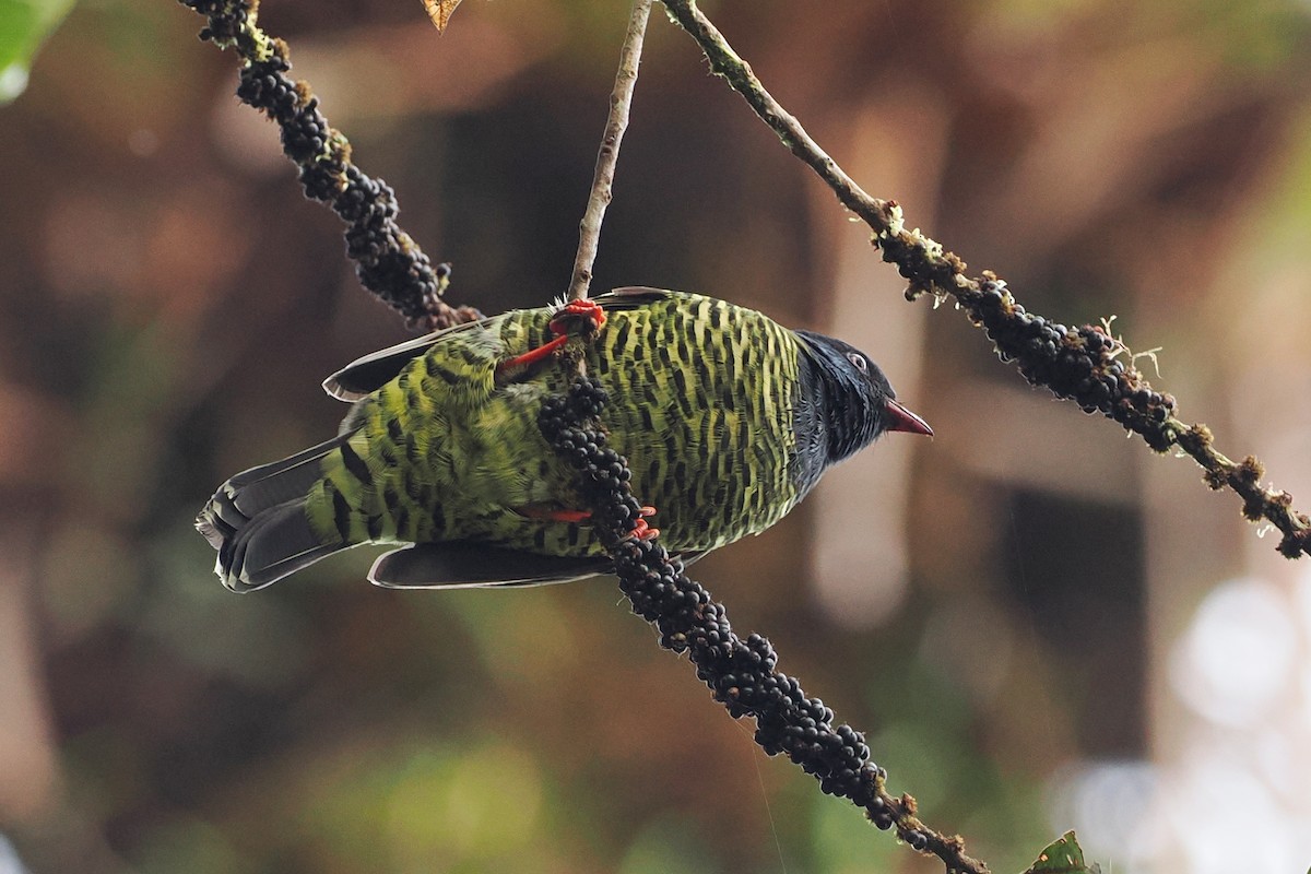 Barred Fruiteater - george parker