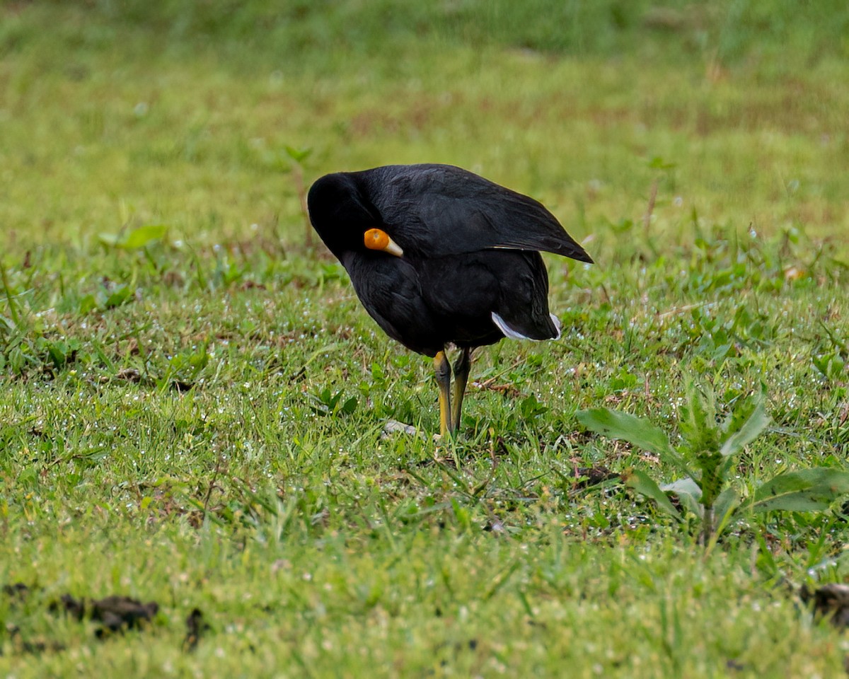 White-winged Coot - ML610002659