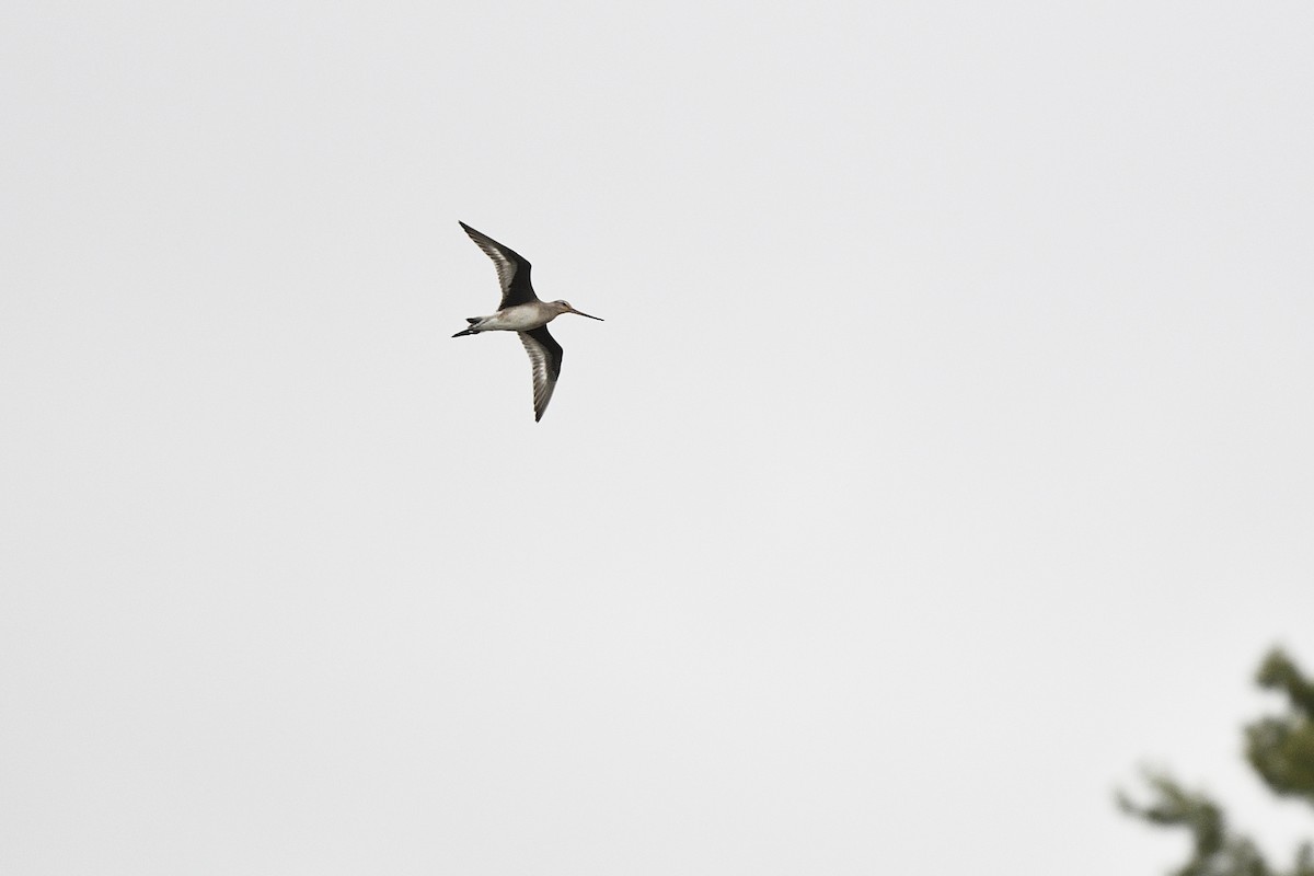 Hudsonian Godwit - Jim Pawlicki