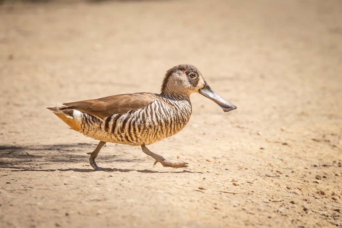 Pink-eared Duck - Brian Bird