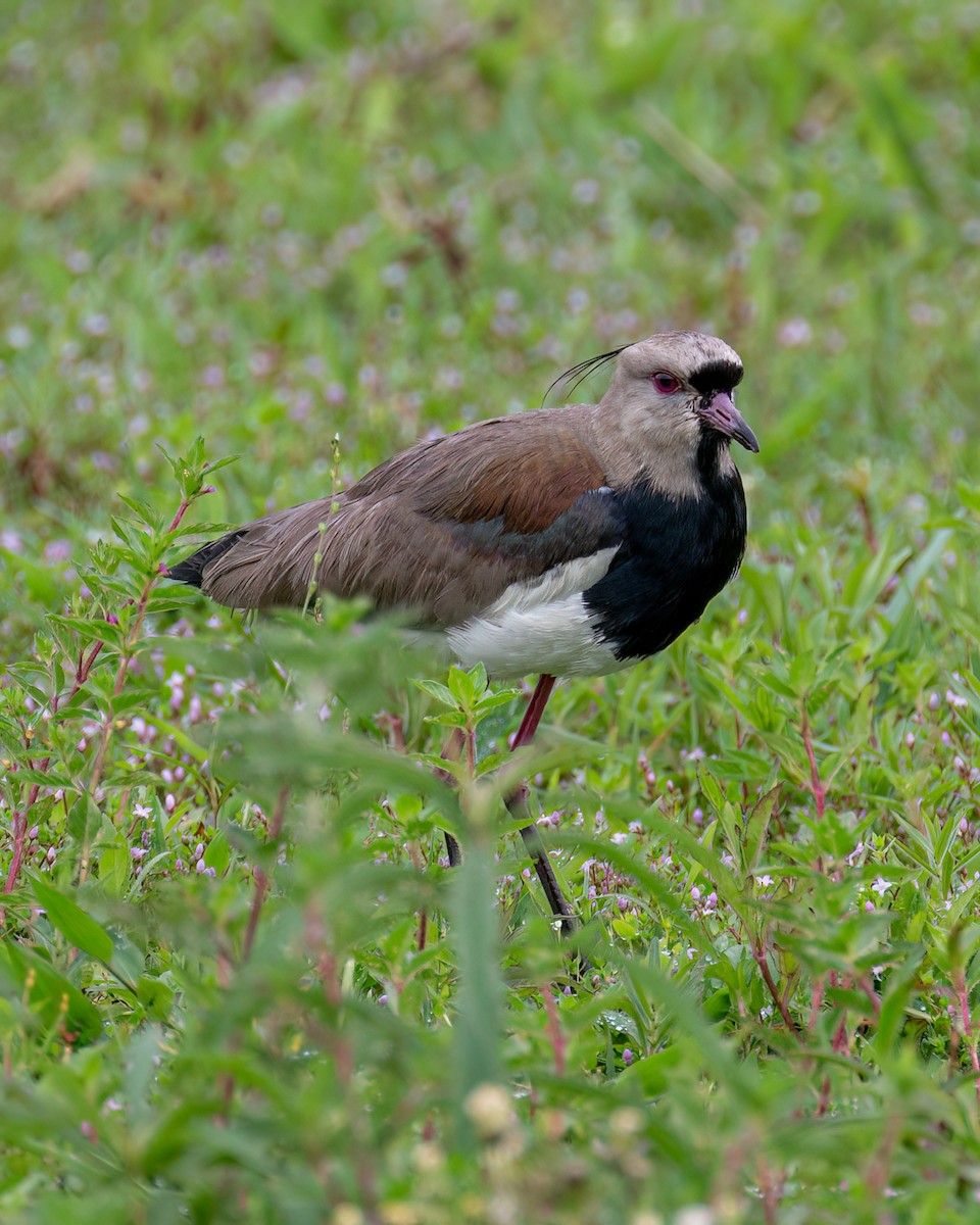 Southern Lapwing - Victor Pássaro