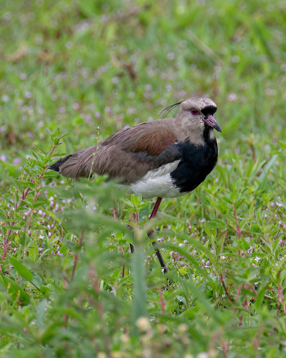 Southern Lapwing - ML610002697