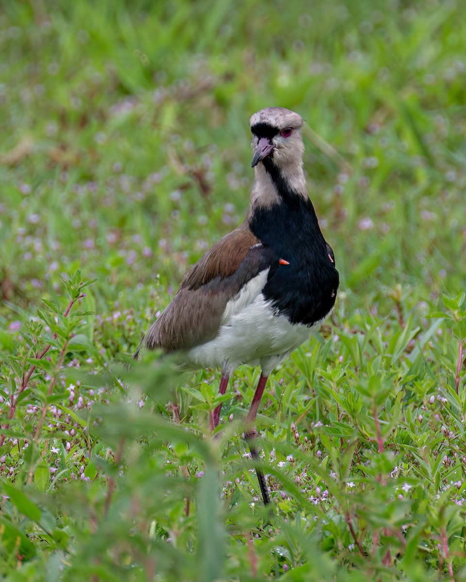 Southern Lapwing - ML610002698