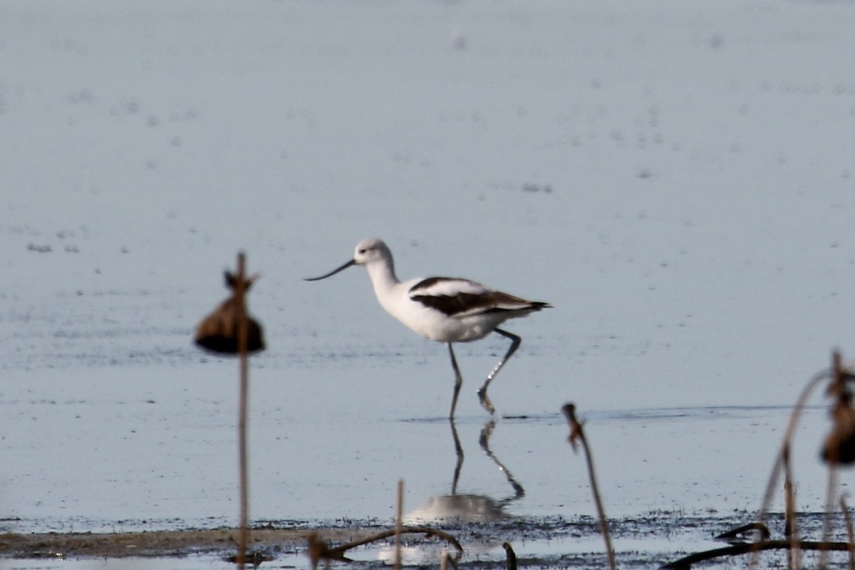 American Avocet - ML610002713