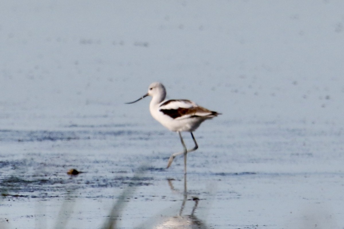 American Avocet - ML610002717