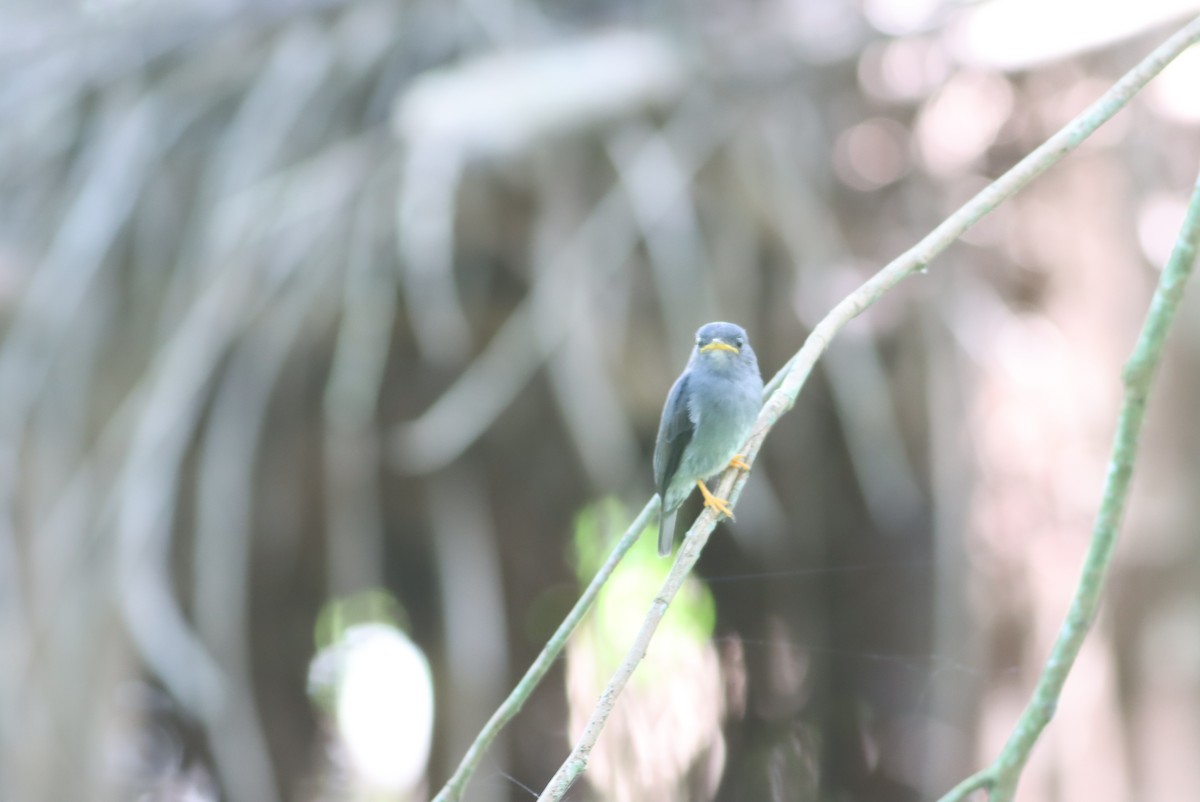 Yellow-footed Flycatcher - ML610002734