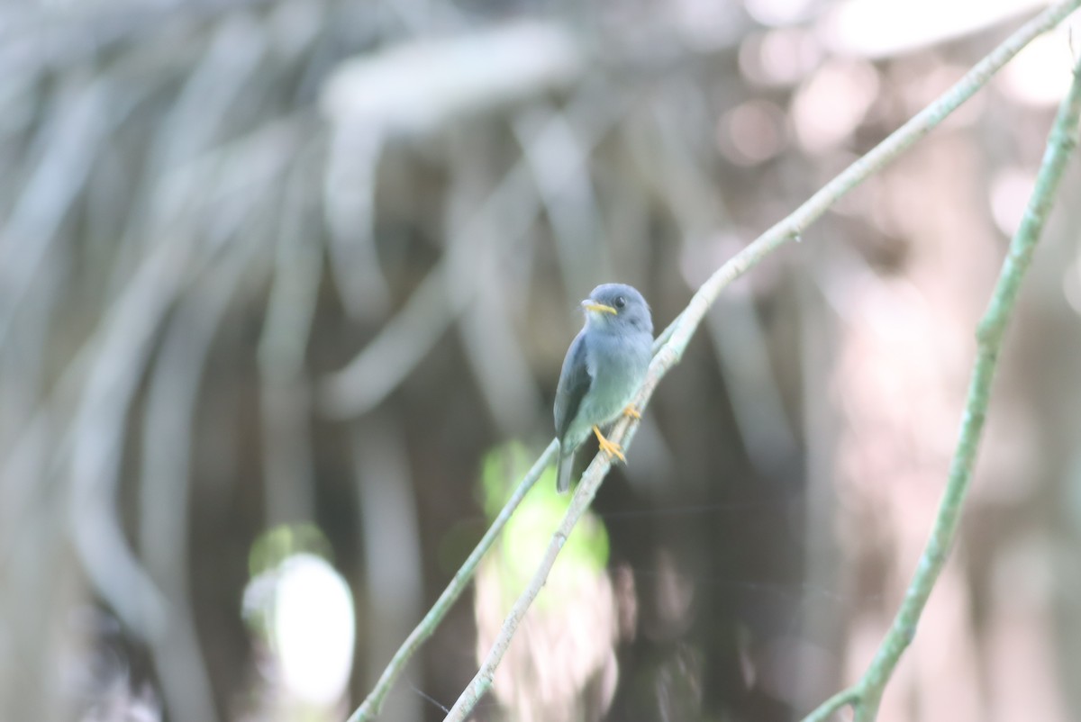 Yellow-footed Flycatcher - Thomas Plath