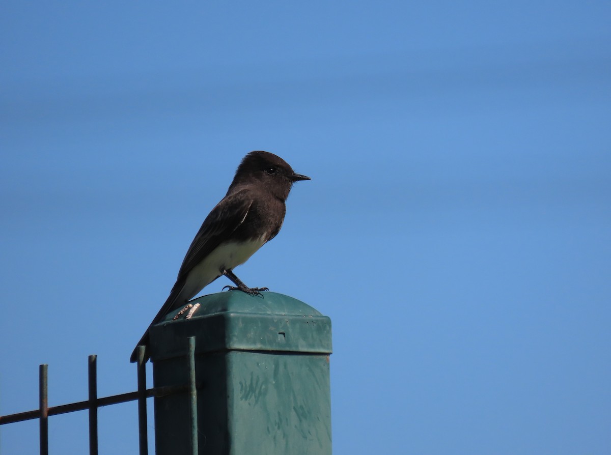 Black Phoebe - ML610002764