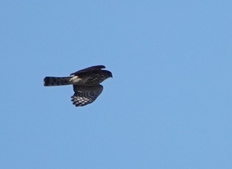 Sharp-shinned Hawk - ML610002782