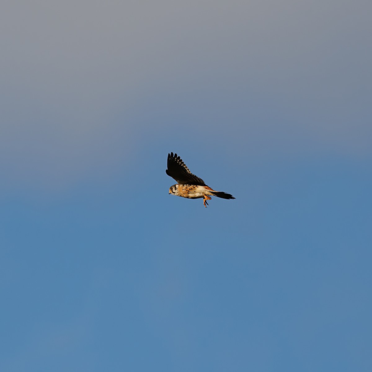American Kestrel - ML610002839