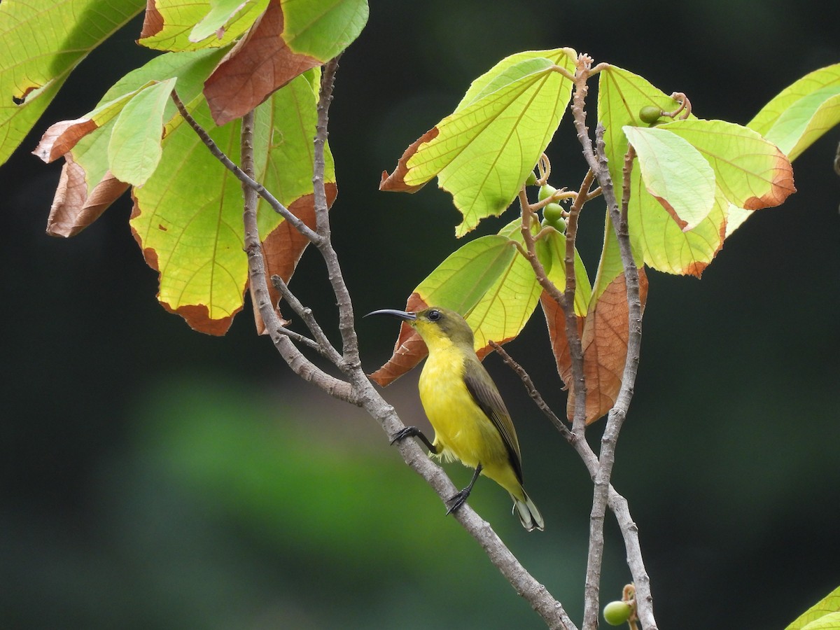 Ornate Sunbird - ML610002867