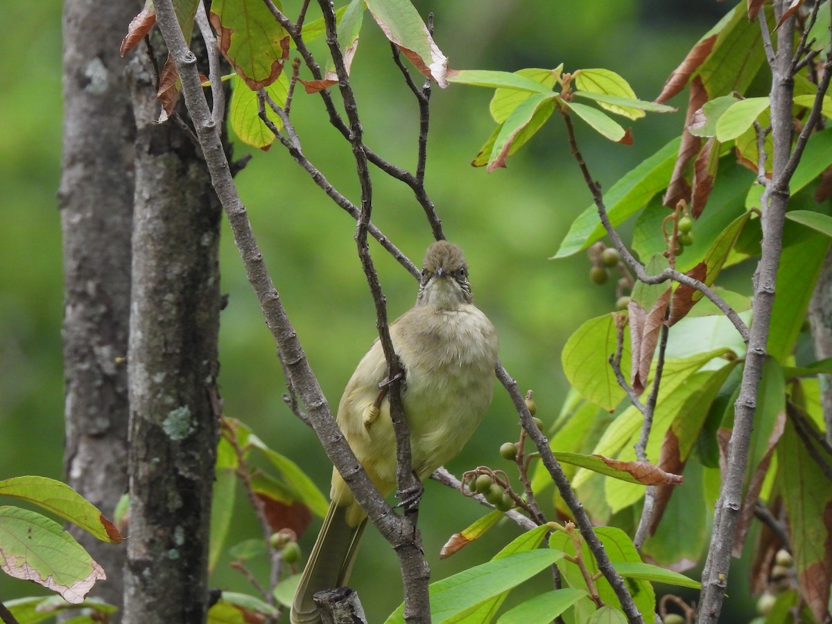 Streak-eared Bulbul - ML610002882