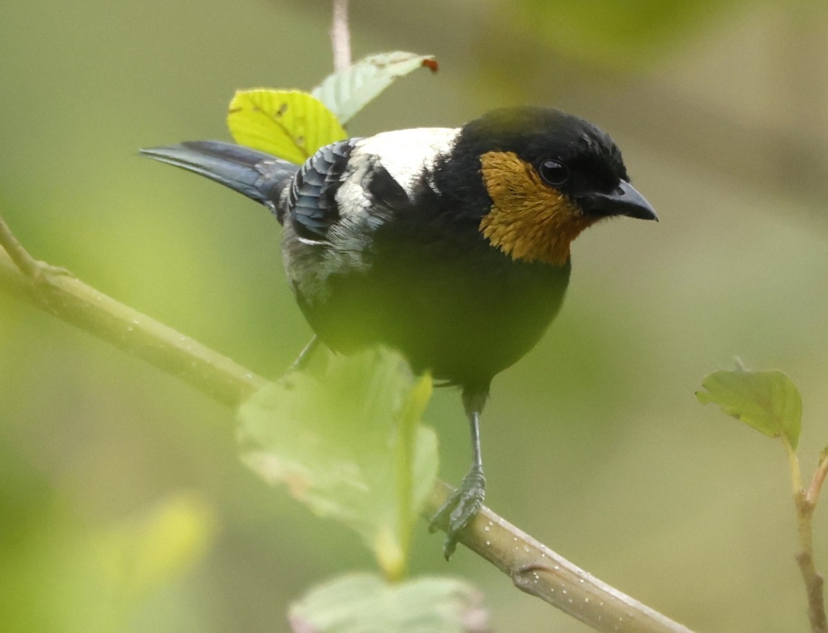 Silvery Tanager - ML610002933