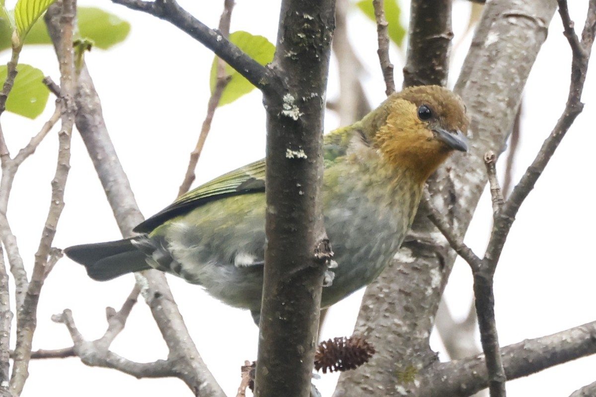 Silvery Tanager - John Mills