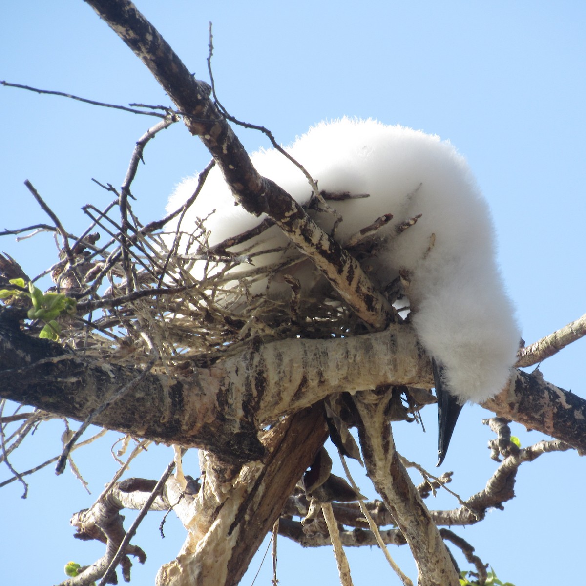 Red-footed Booby - ML610002938