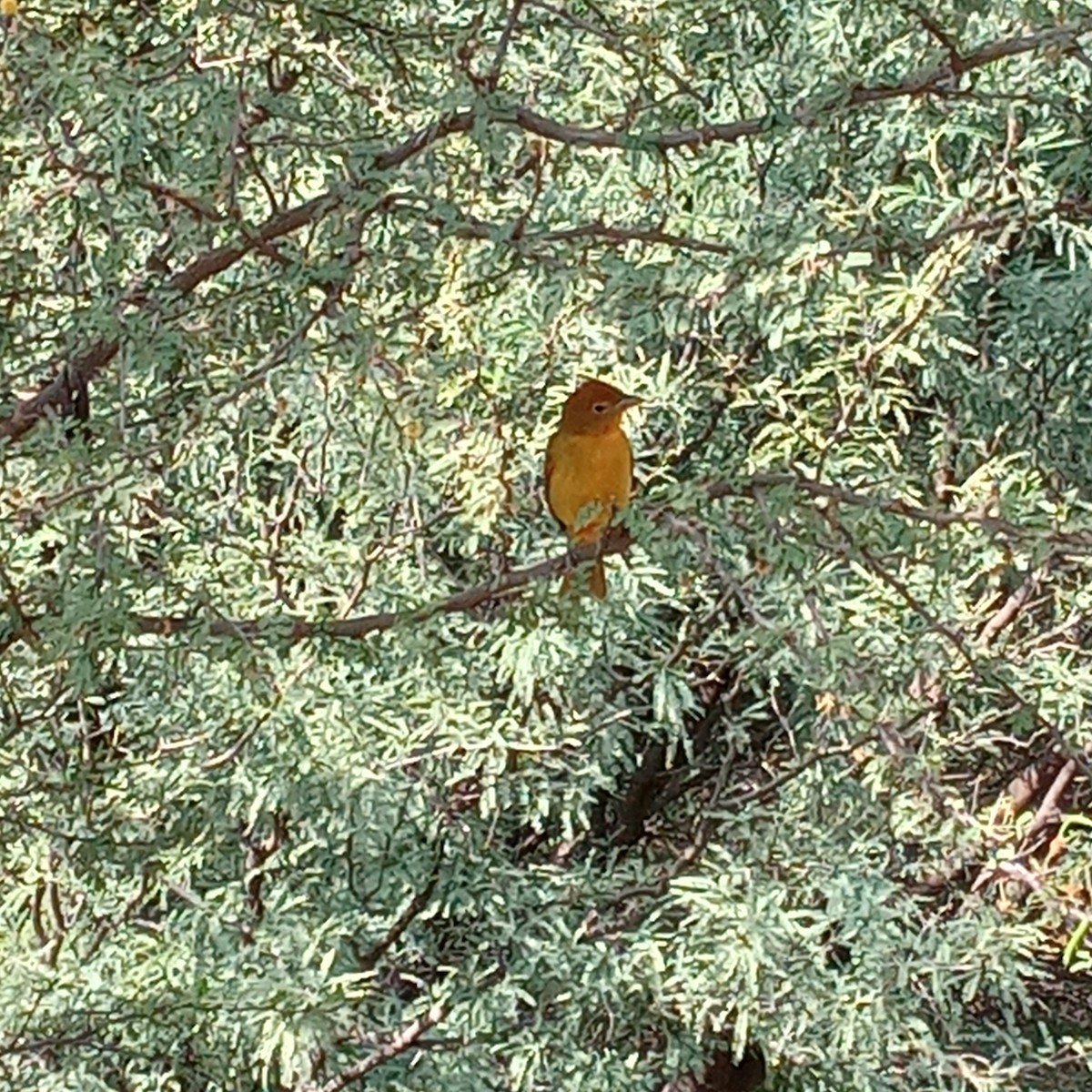 Summer Tanager - ML610002965