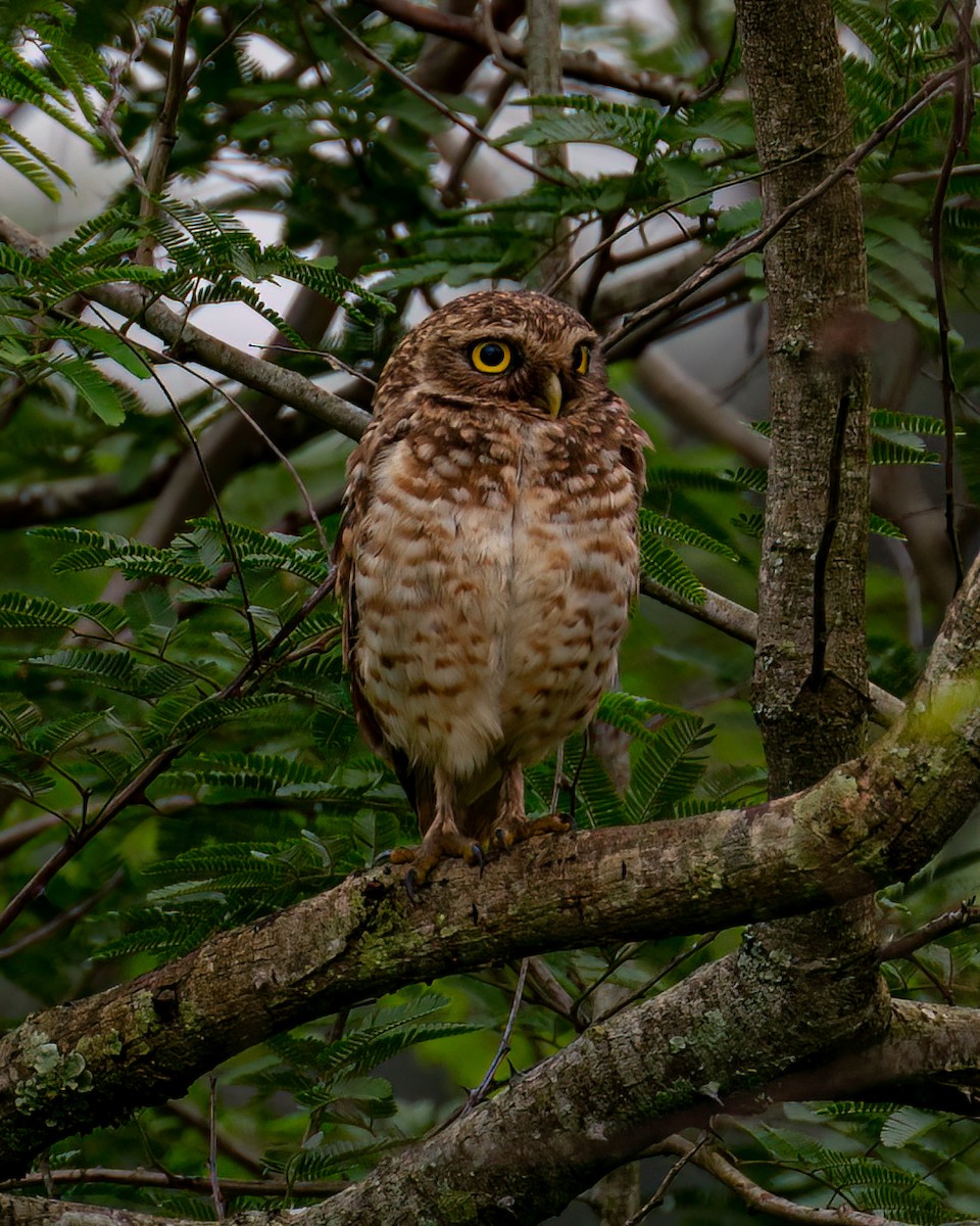 Burrowing Owl - Victor Pássaro