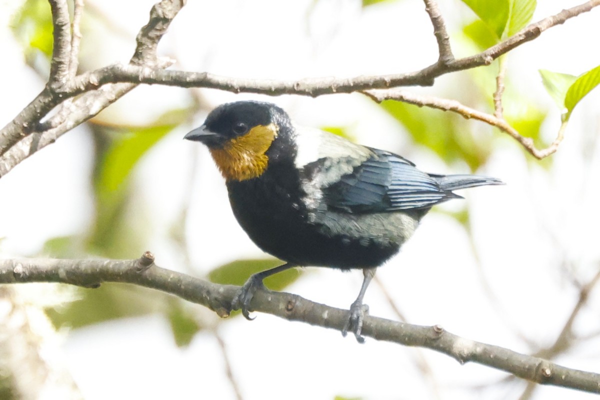 Silvery Tanager - John Mills