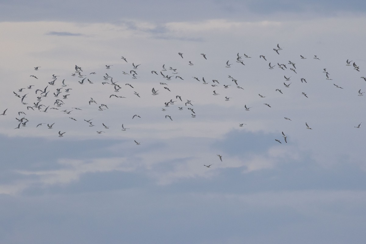 Franklin's Gull - ML610003138